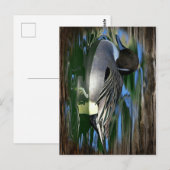 Mallard Duck on Lake Postkarte (Vorne/Hinten)