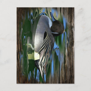 Mallard Duck on Lake Postkarte