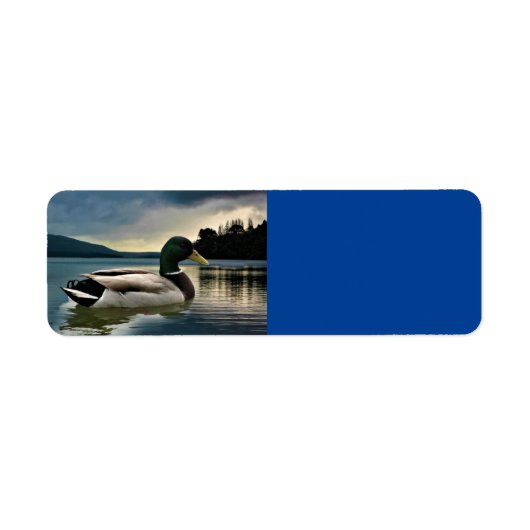 Mallard Duck on The Lake (Vorne)