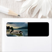 Mallard Duck on The Lake (Insitu)