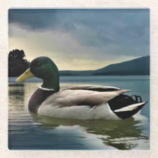 Mallard Duck on The Lake Glasuntersetzer