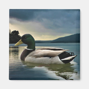 Mallard Duck on The Lake Magnet