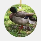 Mallard Duck Ornament (Vorne)