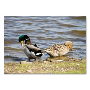 Mallard Duck Paar Tischnummer