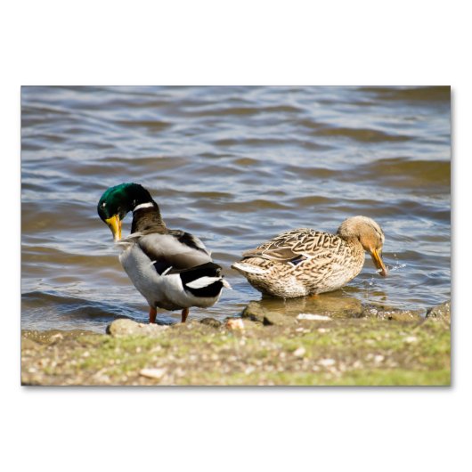 Mallard Duck Paar Tischnummer (Vorderseite)