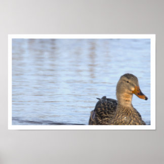Mallard Duck Photo Poster