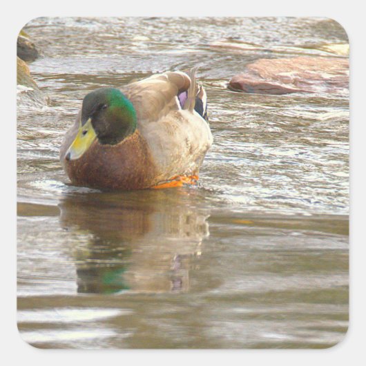 Mallard Duck Photo Stickers (Vorderseite)