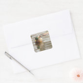 Mallard Duck Photo Stickers (Umschlag)
