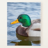 Mallard Duck Planer (Rückseite)
