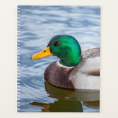Mallard Duck Planer (Vorderseite)