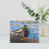 Mallard Duck Postcard Postkarte (Stehend Vorderseite)