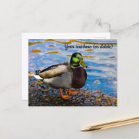 Mallard Duck Postcard