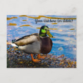 Mallard Duck Postcard Postkarte (Vorderseite)
