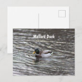 Mallard Duck Postcard Postkarte (Vorne/Hinten)