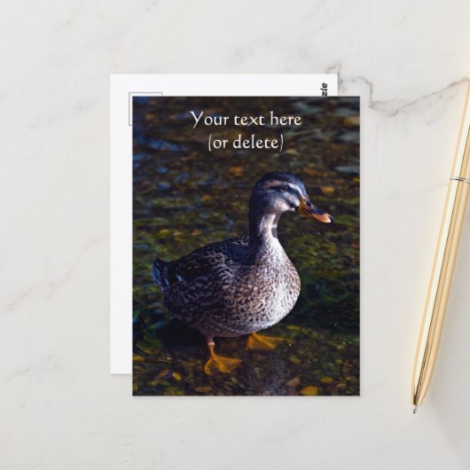 Mallard Duck Postcard Postkarte (Vorderseite/Rückseite Beispiel)