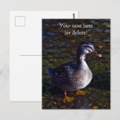 Mallard Duck Postcard Postkarte (Vorne/Hinten)
