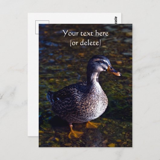 Mallard Duck Postcard Postkarte (Vorne/Hinten)