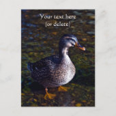 Mallard Duck Postcard Postkarte (Vorderseite)