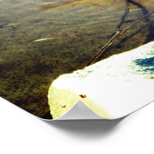 Mallard Duck Poster (Ecke)