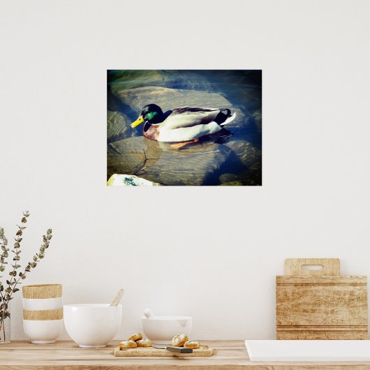 Mallard Duck Poster (Küche)