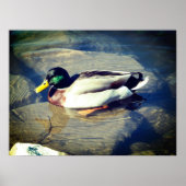 Mallard Duck Poster (Vorne)