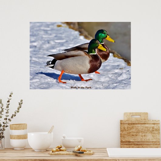 Mallard Duck Poster (Küche)
