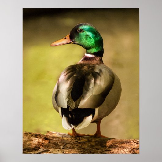 Mallard Duck Poster (Vorne)
