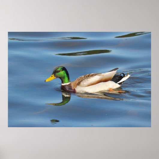 Mallard Duck Poster (Vorne)