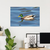 Mallard Duck Poster (Heimbüro)