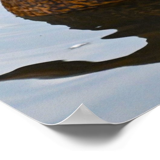 Mallard Duck Poster (Ecke)