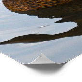 Mallard Duck Poster (Ecke)