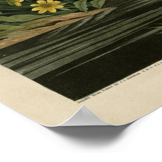 Mallard Duck Poster (Ecke)