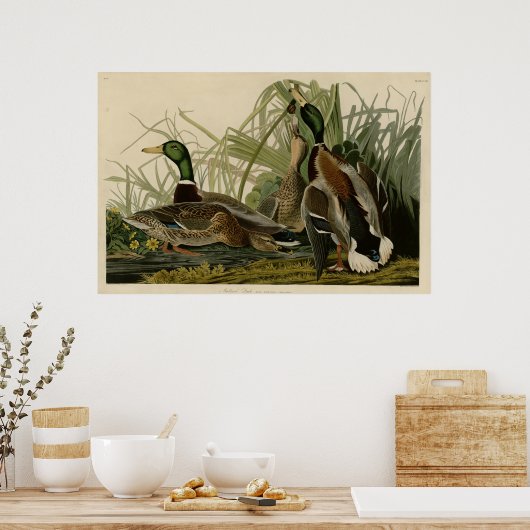 Mallard Duck Poster (Küche)