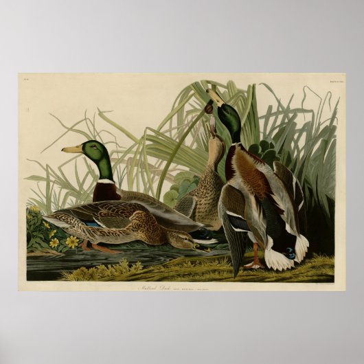 Mallard Duck Poster (Vorne)