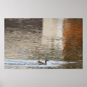 Mallard Duck Poster