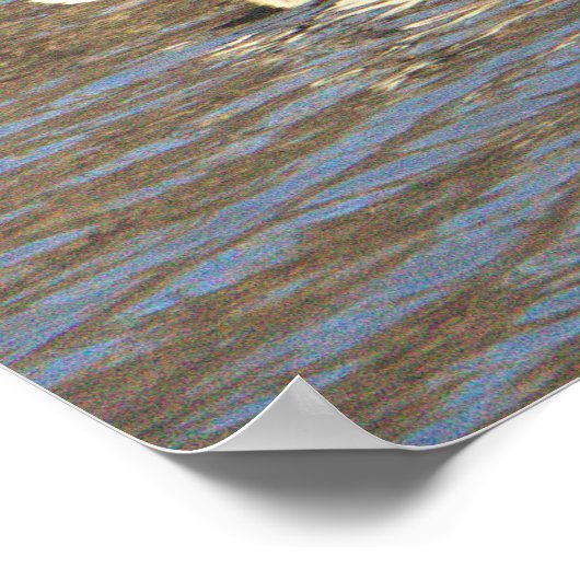 Mallard Duck Poster (Ecke)