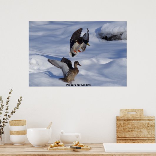 Mallard Duck Poster (Küche)