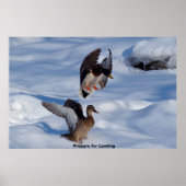 Mallard Duck Poster (Vorne)