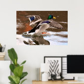 Mallard Duck Poster (Heimbüro)