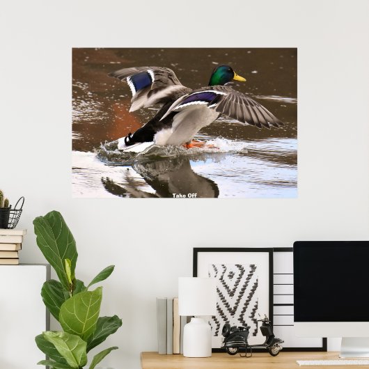 Mallard Duck Poster (Heimbüro)