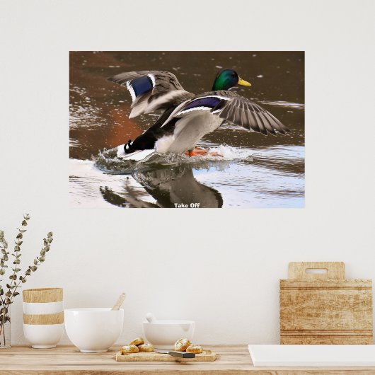 Mallard Duck Poster (Küche)