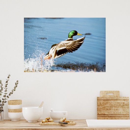 Mallard Duck Poster (Küche)