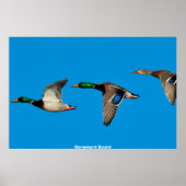 Mallard Duck Poster (Vorne)