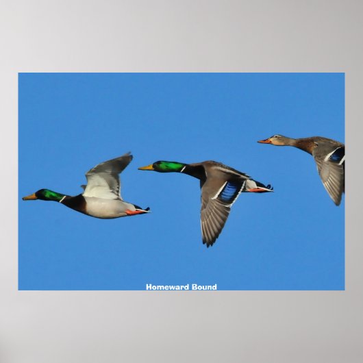 Mallard Duck Poster (Vorne)