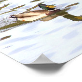 Mallard Duck Poster (Ecke)