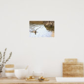 Mallard Duck Poster (Küche)
