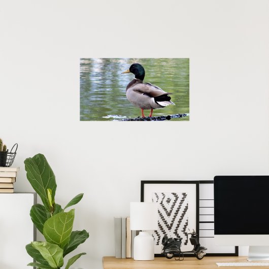 Mallard Duck Poster (Heimbüro)