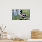 Mallard Duck Poster (Küche)