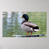 Mallard Duck Poster (Vorne)