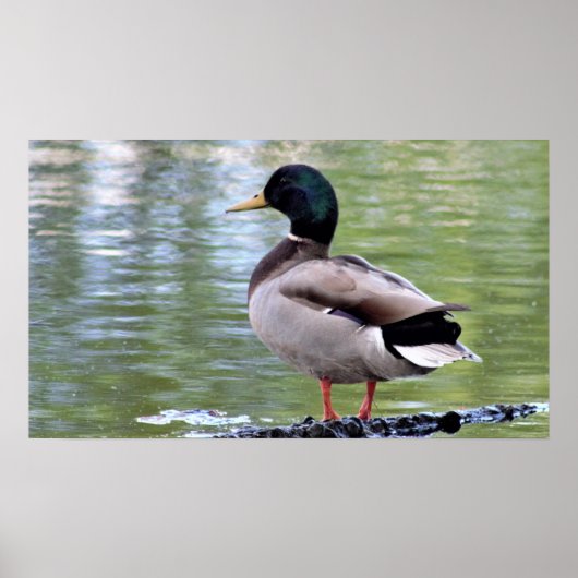 Mallard Duck Poster (Vorne)